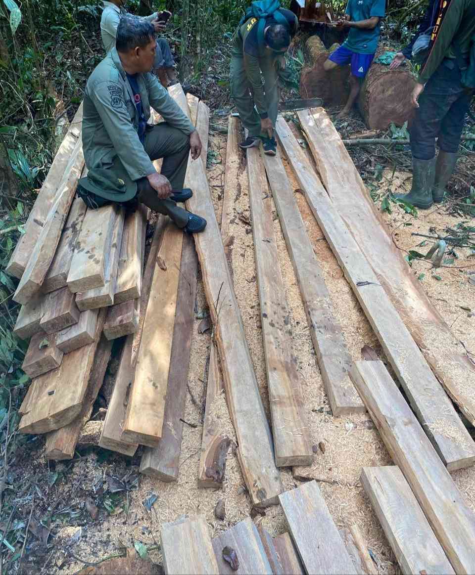 Gakkum Kehutanan GAKKUM KEHUTANAN TAHAN PELAKU ILLEGAL LOGGING DI KAWASAN SUAKA MARGASATWA KERUMUTAN PROVINSI RIAU