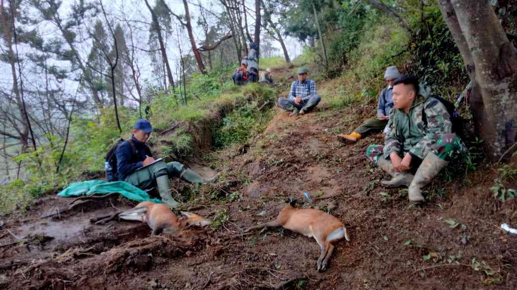 Gakkum Kehutanan GAKKUM KEHUTANAN dan TN GUNUNG MERBABU BERHASIL TANGKAP PELAKU UTAMA PERBURUAN SATWA LIAR di KAWASAN KONSERVASI