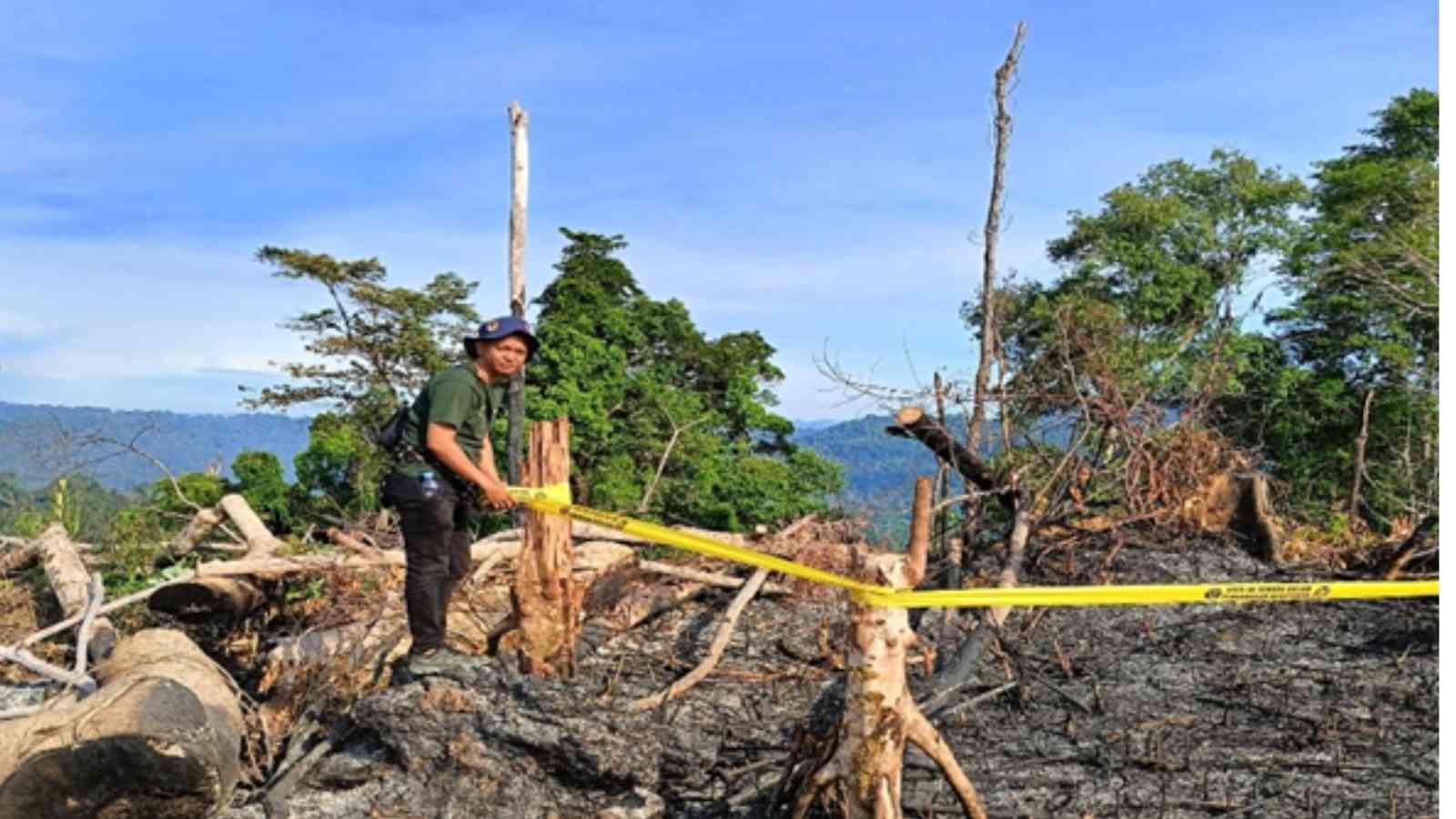 Gakkum Kehutanan OPERASI LANJUTAN DI BENTANG ALAM SEBLAT: PEMERINTAH AMANKAN 4.000 HEKTARE AREAL PERAMBAHAN DAN TANGKAP PEMILIK LAHAN ILEGAL