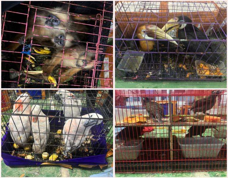 Gakkum Kehutanan Gakkum Kehutanan Limpahkan Tersangka Penyelundupan Satwa Dilindungi Ilegal Lintas Negara ke Kejaksaan Tinggi Aceh Timur